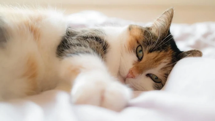 Dlaczego kot patrzy na człowieka, gdy ten śpi: weterynarz wymienia 6 powodów