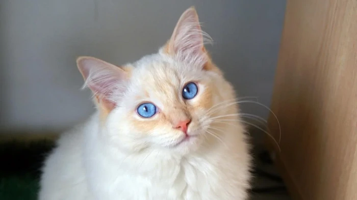 Które koty są najpiękniejsze na świecie: weterynarz wymienia 6 najpiękniejszych ras