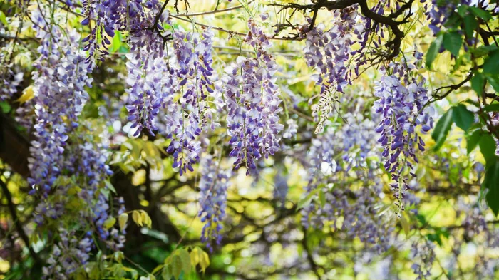 Piękne, ale niebezpieczne: 11 roślin, których nigdy nie należy sadzić poza domem